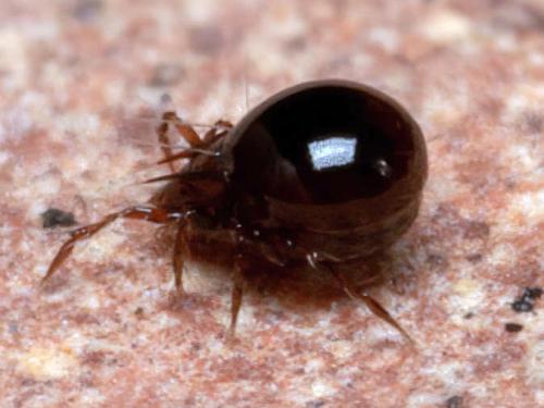 Réf. 318 262 : Ceratoppia sp.