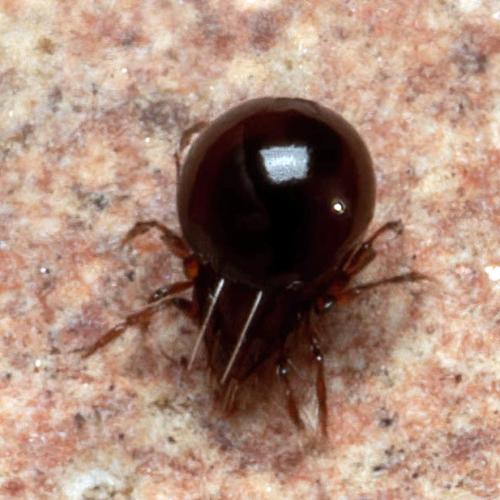 Réf. 318 261 : Ceratoppia sp.