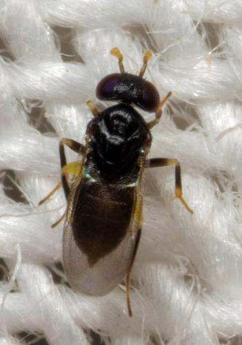Aphelinus chaonia