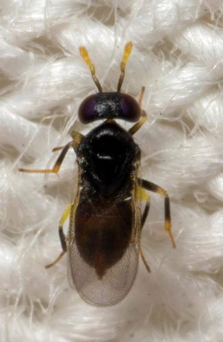 Aphelinus chaonia