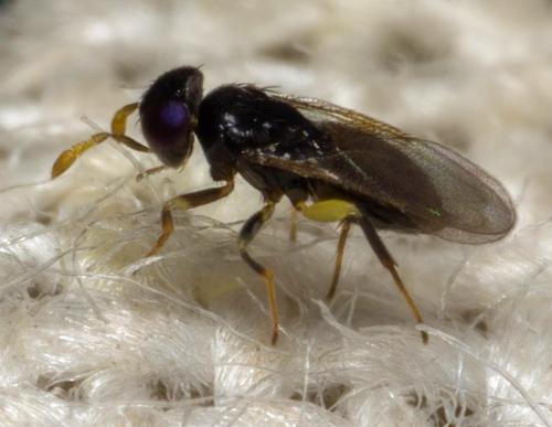 Aphelinus chaonia