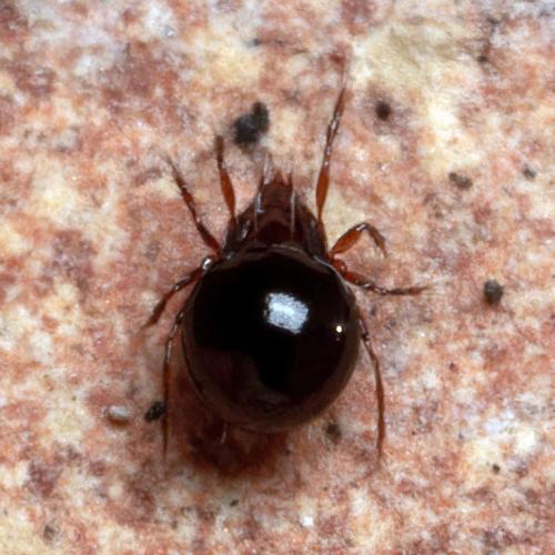 Réf. 318 260 : Ceratoppia sp.