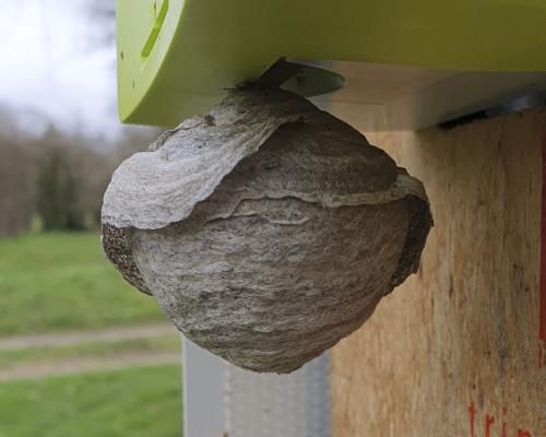 Vespa velutina