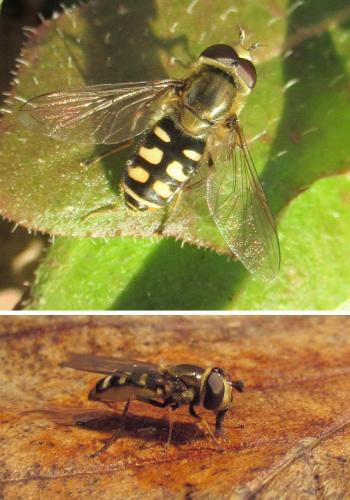 Eupeodes corollae