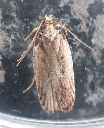 Depressaria albipunctella