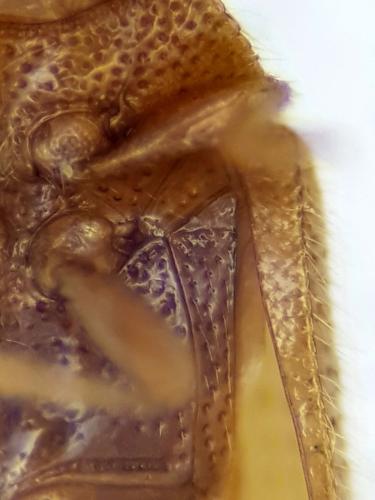 Réf. 318 249 : Eulagius sp.