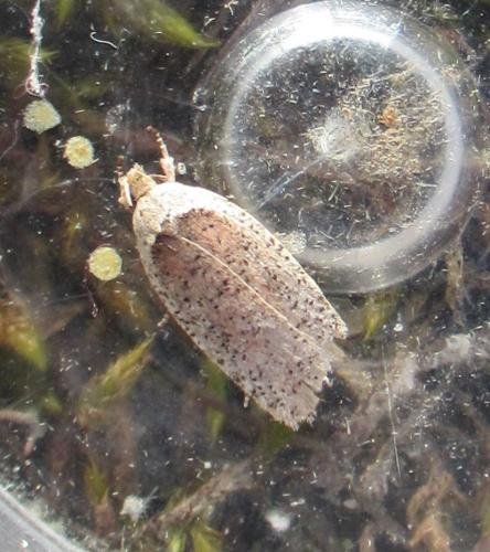 Agonopterix sp.