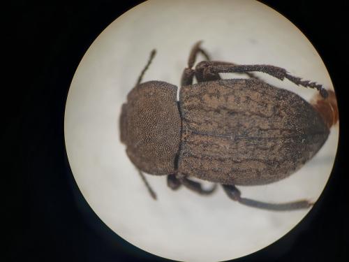 Asida sabulosa