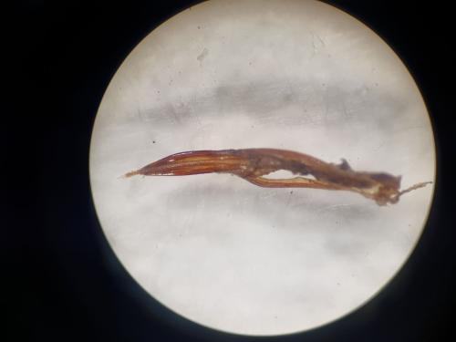 Asida sabulosa