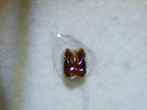 Gasteruption caucasicum