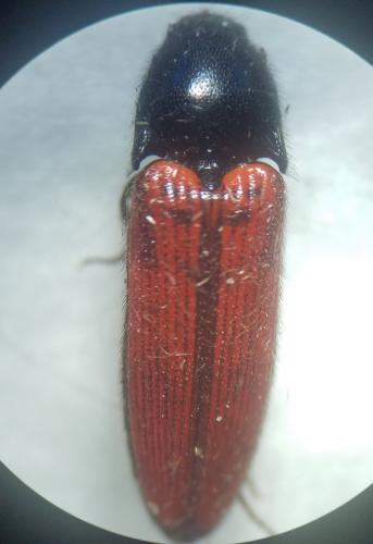 Ampedus sp.