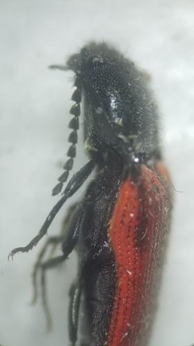 Réf. 318 711 : Ampedus sp.