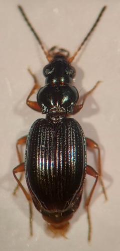 Bembidion schueppelii