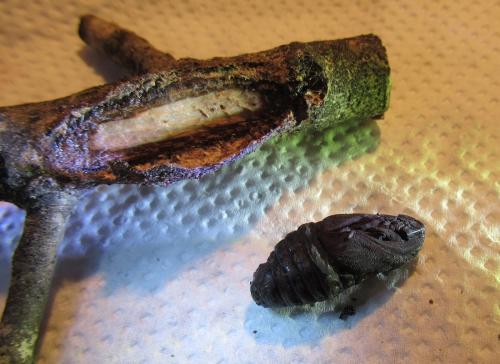 Cerura vinula