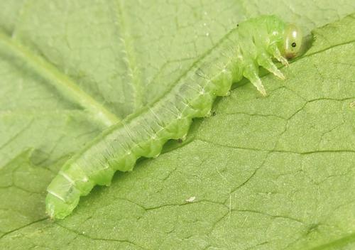 Euura myosotidis