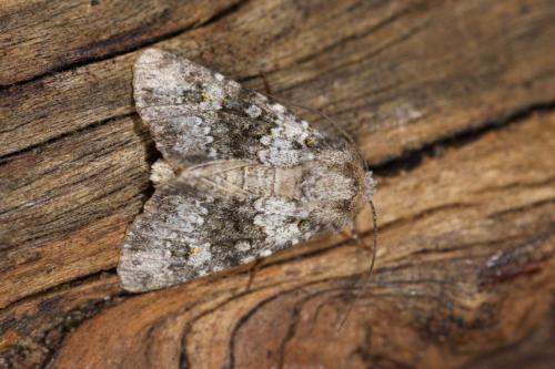 Réf. 318 924 : Hecatera dysodea