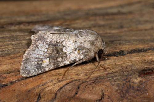 Réf. 318 925 : Hecatera dysodea