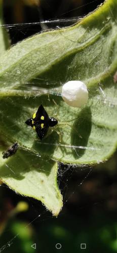 Réf. 318 616 : Theridula gonygaster