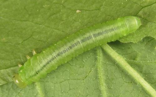 Euura myosotidis