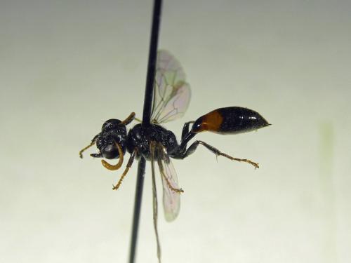 Mimesa bruxellensis
