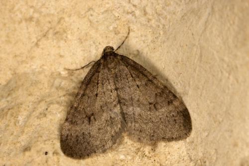 Operophtera brumata