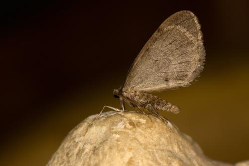 Operophtera brumata