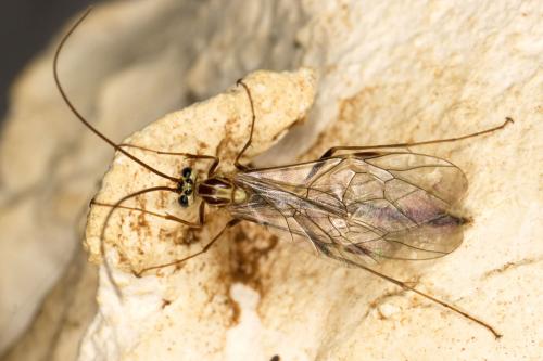 Ophion sp.