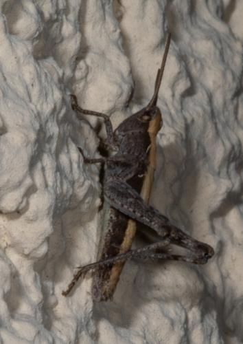 Chorthippus sp.