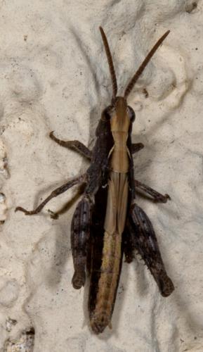 Réf. 318 357 : Chorthippus sp.
