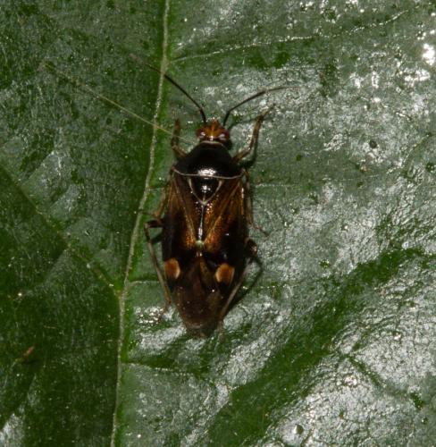 Deraeocoris flavilinea