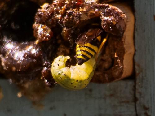 Euodynerus posticus