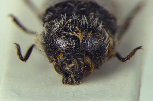 Acmaeoderella lanuginosa