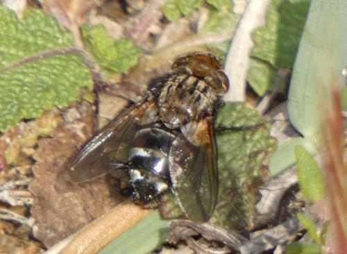 Gonia ornata