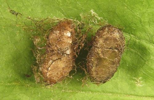 Réf. 318 522 : Euura myosotidis