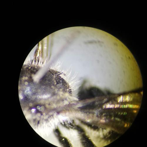 Réf. 318 476 : Osmia scutellaris