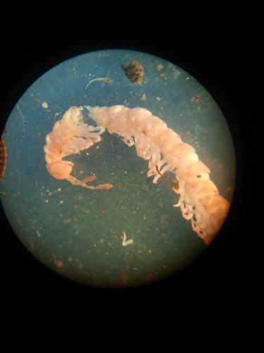 Réf. 318 191 : Propolydesmus testaceus