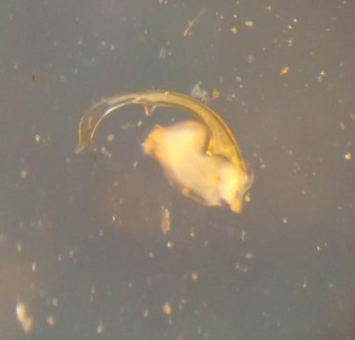 Réf. 318 190 : Propolydesmus testaceus