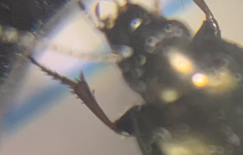 Amara aenea