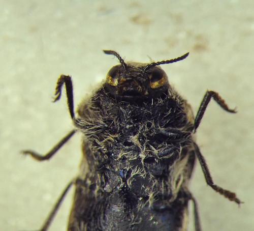 Acmaeoderella lanuginosa