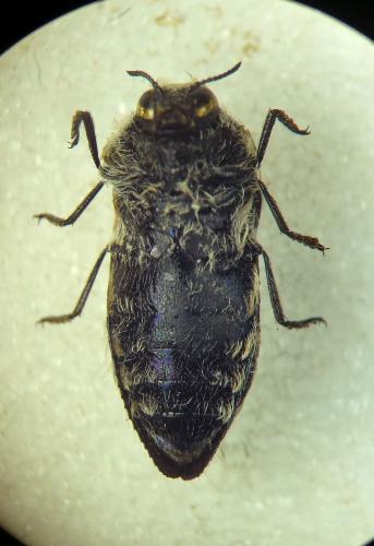 Acmaeoderella lanuginosa