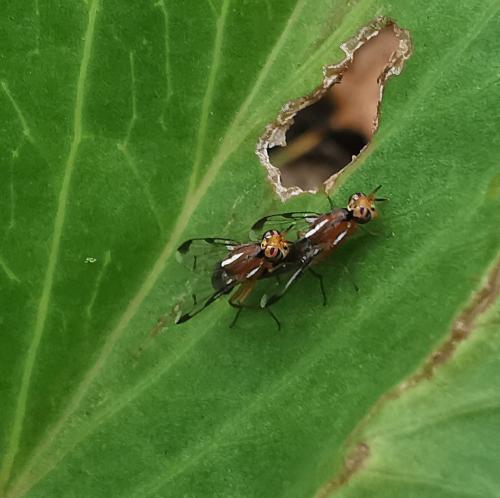 Coelotrypes vittatus