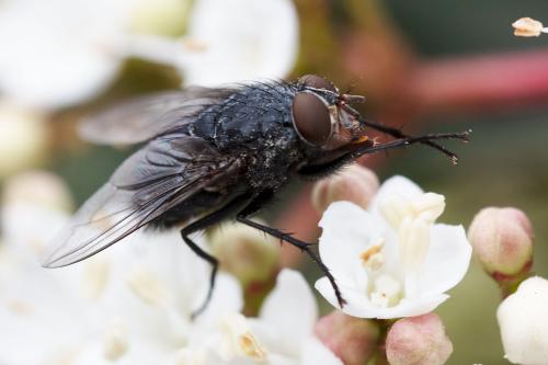 Réf. 318 254 : Calliphora vicina
