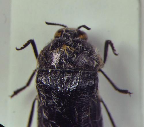 Réf. 318 452 : Acmaeoderella lanuginosa