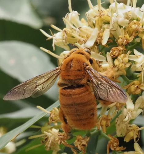 Xylocopa sp.