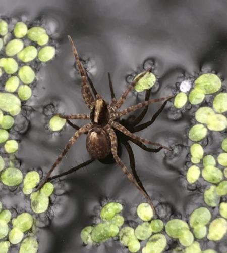 Réf. 318 619 : Pardosa sp.