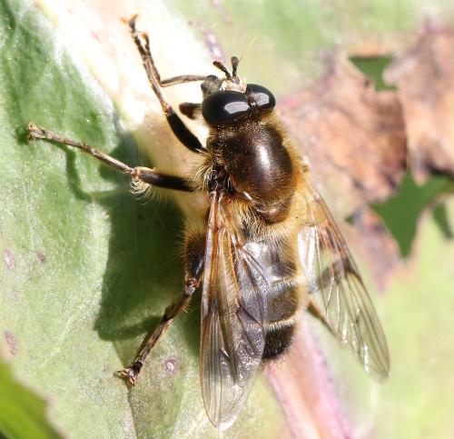 Brachypalpus valgus