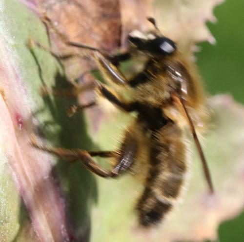 Brachypalpus valgus