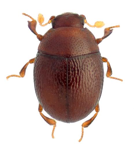 Réf. 318 212 : Bacanius punctiformis