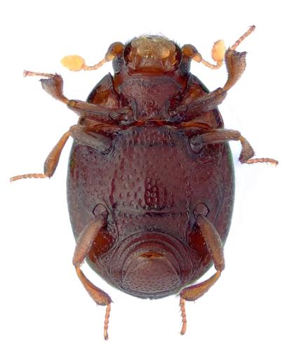 Réf. 318 214 : Bacanius punctiformis