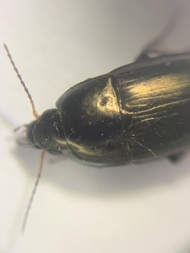 Amara aenea